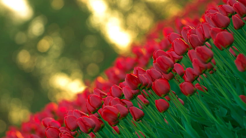 Flowers, Tulips, Buds, Stem, Stalk HD wallpaper