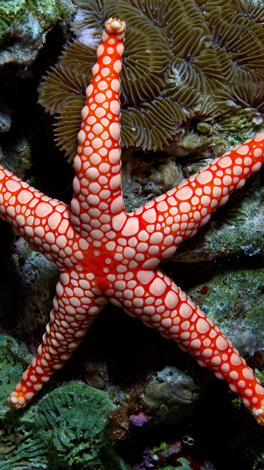 Fromia monilis, sea star, starfish, อินโดนีเซีย, อินเดีย, แปซิฟิก, มหาสมุทร, ทะเล, น้ำ, ใต้น้ำ, การดำน้ำ, การท่องเที่ยว, สีแดง, แหล่งดำน้ำที่ดีที่สุดในโลก, สัตว์ วอลล์เปเปอร์โทรศัพท์ HD