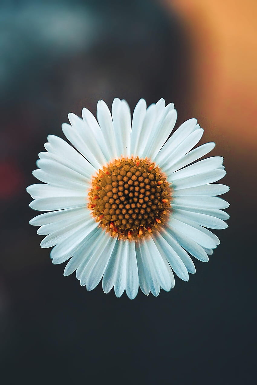 Kamille, Blume, Pflanze, Makro, Kamille HD-Handy-Hintergrundbild