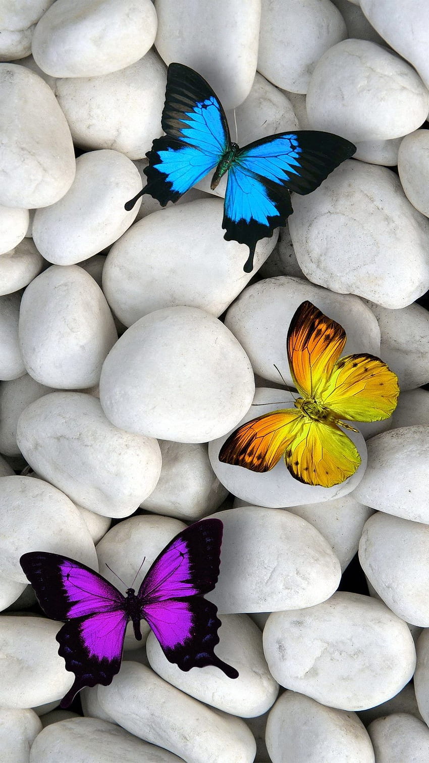 of Butterflies, 3D Butterfly HD phone wallpaper