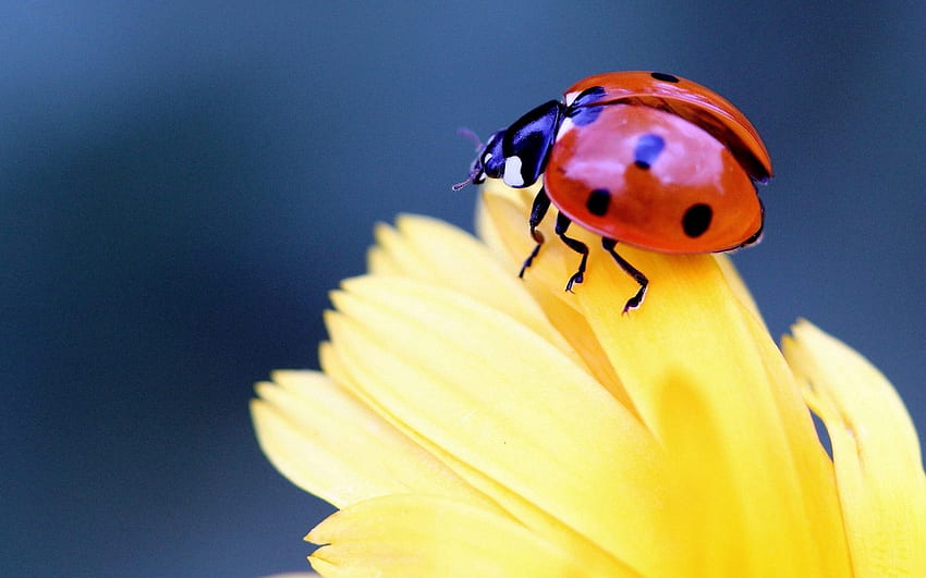 Flower, Macro, Ladybug, Ladybird, Petal HD wallpaper