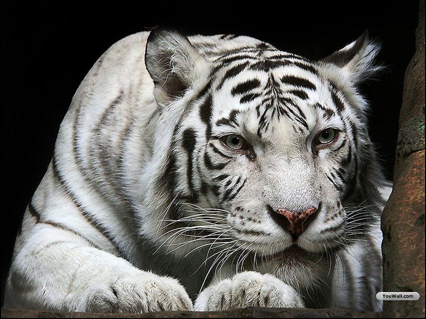 Most Beautiful Tiger That Will Inspire You - Themes Company - Design Concepts for Life, Cool White Siberian Tiger HD wallpaper