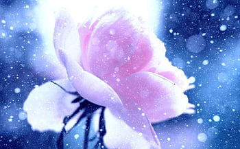 Beautiful winter flower background HD wallpapers | Pxfuel