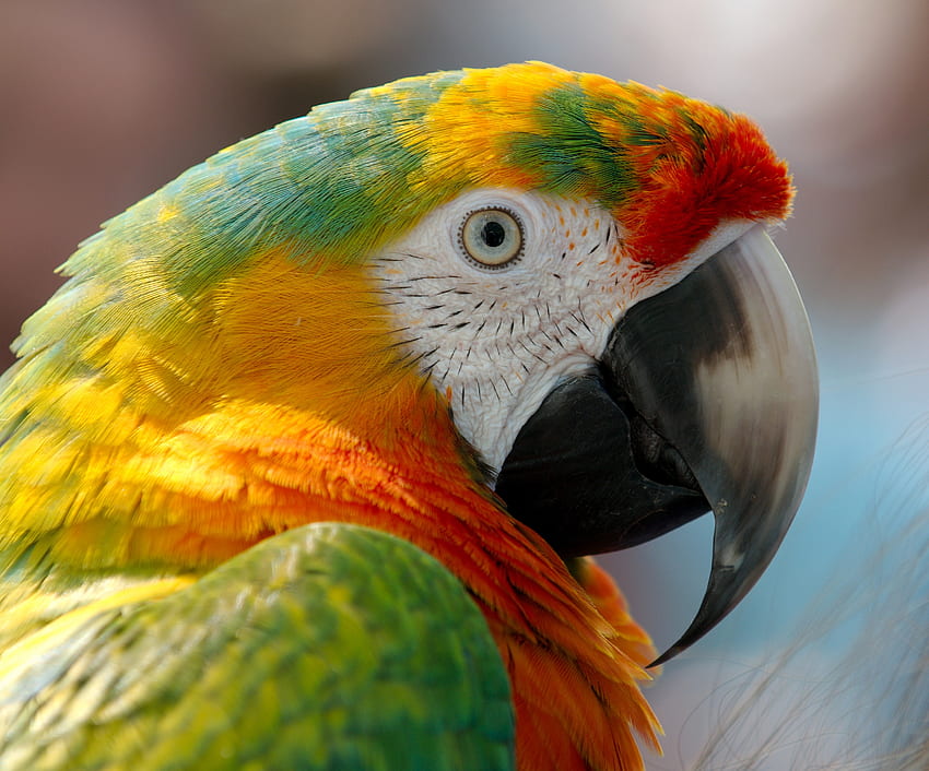Parrots, Animals, Bird, Beak, Macaw HD wallpaper