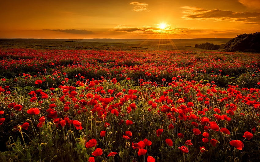 Red Poppies & Orange Sunset . Red Poppies & Orange HD wallpaper