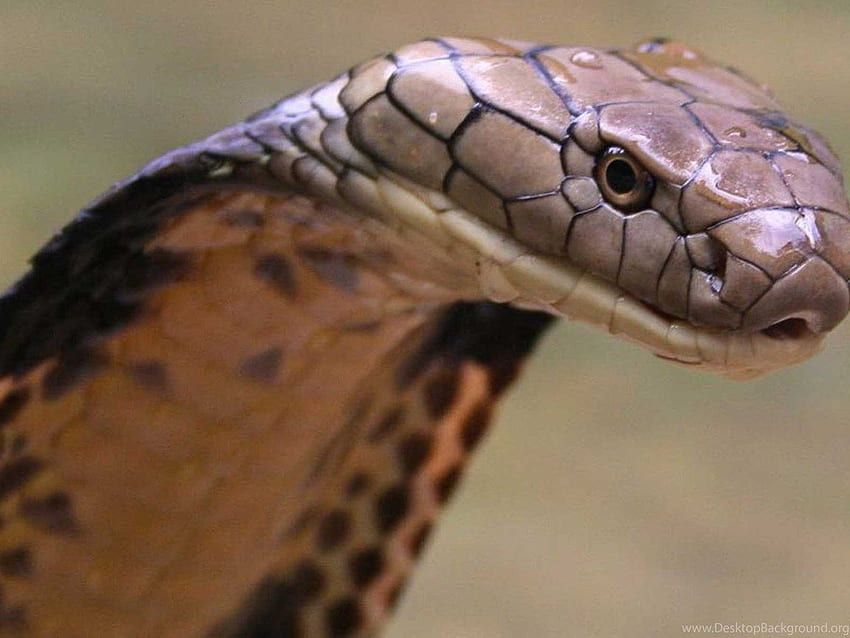 King Cobra Of Snake Background HD wallpaper | Pxfuel