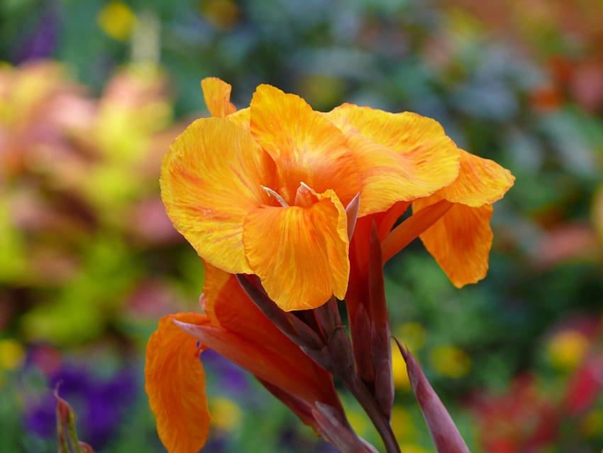 Canna Lily Glowing in Orange, orange, petals, flower, lily HD wallpaper