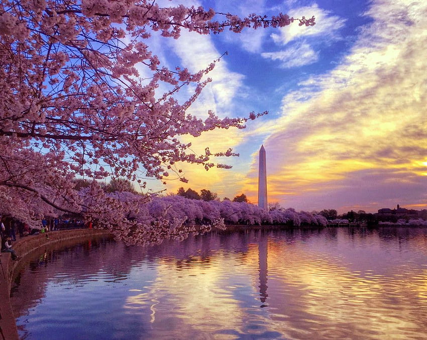 Cherry Blossoms / Tidal Basin DC, Вашингтон Cherry Blossom HD тапет