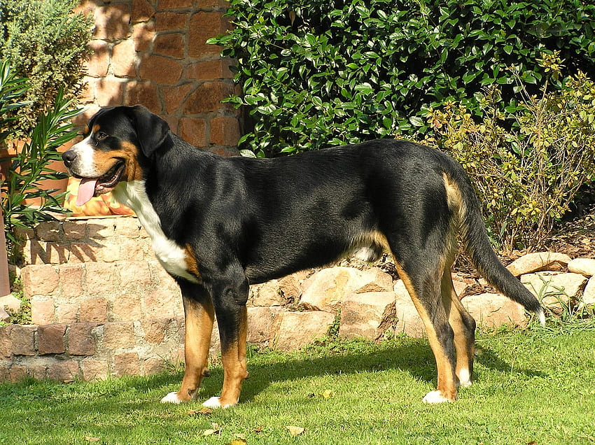 Greater swiss mountain dog, pup, swiss mountain dog, puppy, garden HD wallpaper