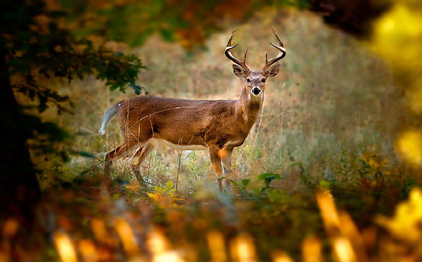 Deer, trees, forest, Animal HD wallpaper