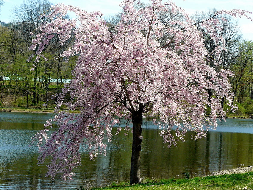 Spring-Blossoms, árvores, primavera, lagoa, flores papel de parede HD
