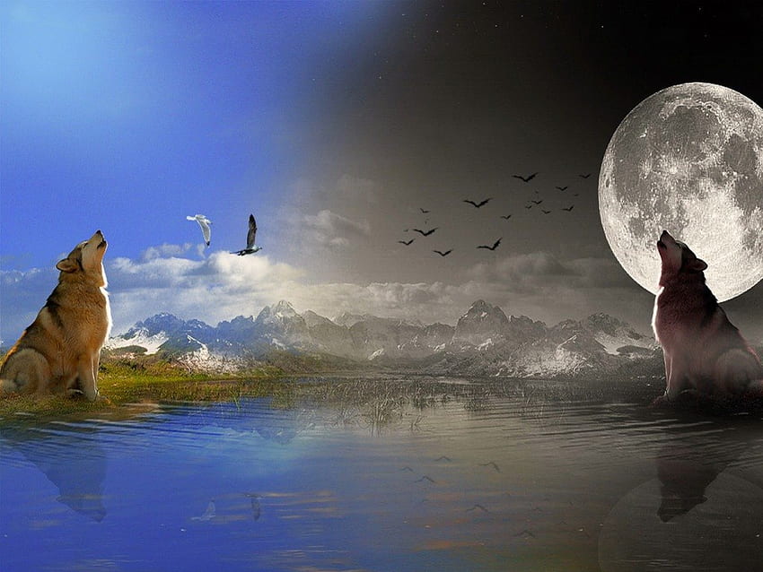 The great Howling, wolves, moon, lake, howl HD wallpaper