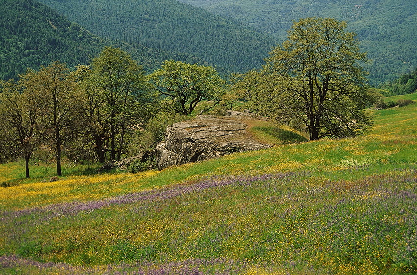 Nature, Flowers, Trees, Grass, Mountains, Greens, Field, Polyana, Glade HD wallpaper