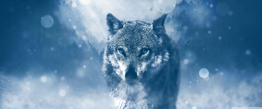 Wolf Winter Ultra Background for U TV : ワイドスクリーン & UltraWide & ラップトップ : マルチディスプレイ、デュアルモニター : タブレット : スマートフォン、3440X1440 ブルー 高画質の壁紙