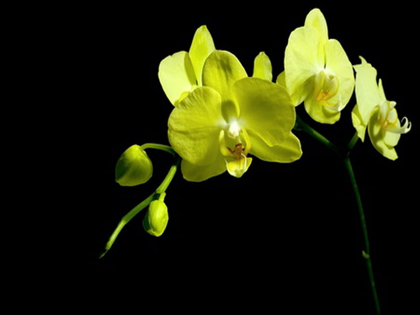 orchidée, egzotic, jaune, fleur Fond d'écran HD