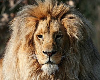 hd lion face