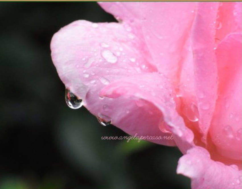 una goccia di pioggia su petalo di rosa, fiori, giardino, natura, gocce di pioggia, rosa Sfondo HD