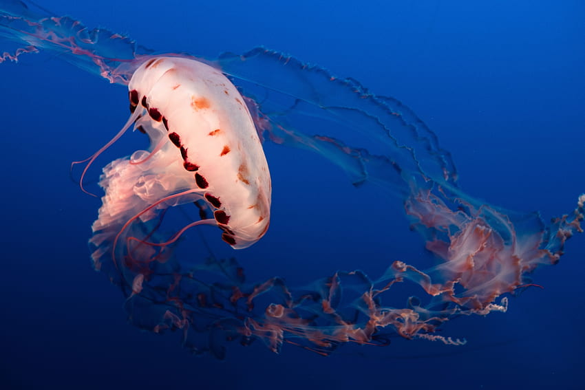 Animals, Jellyfish, Ocean, Underwater World, Aquarium, Tentacles HD wallpaper