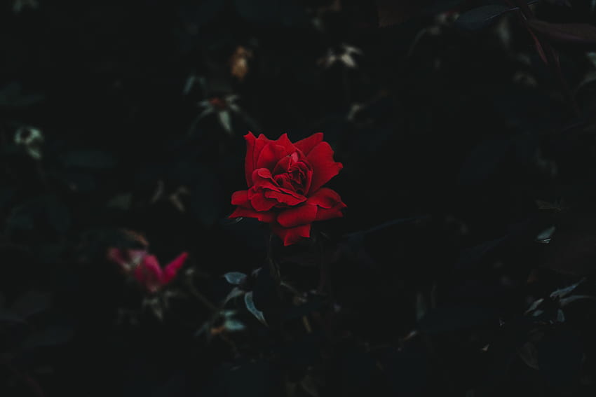 Цвете, тъмно, розово цвете, роза, пъпка, тъмен фон HD тапет