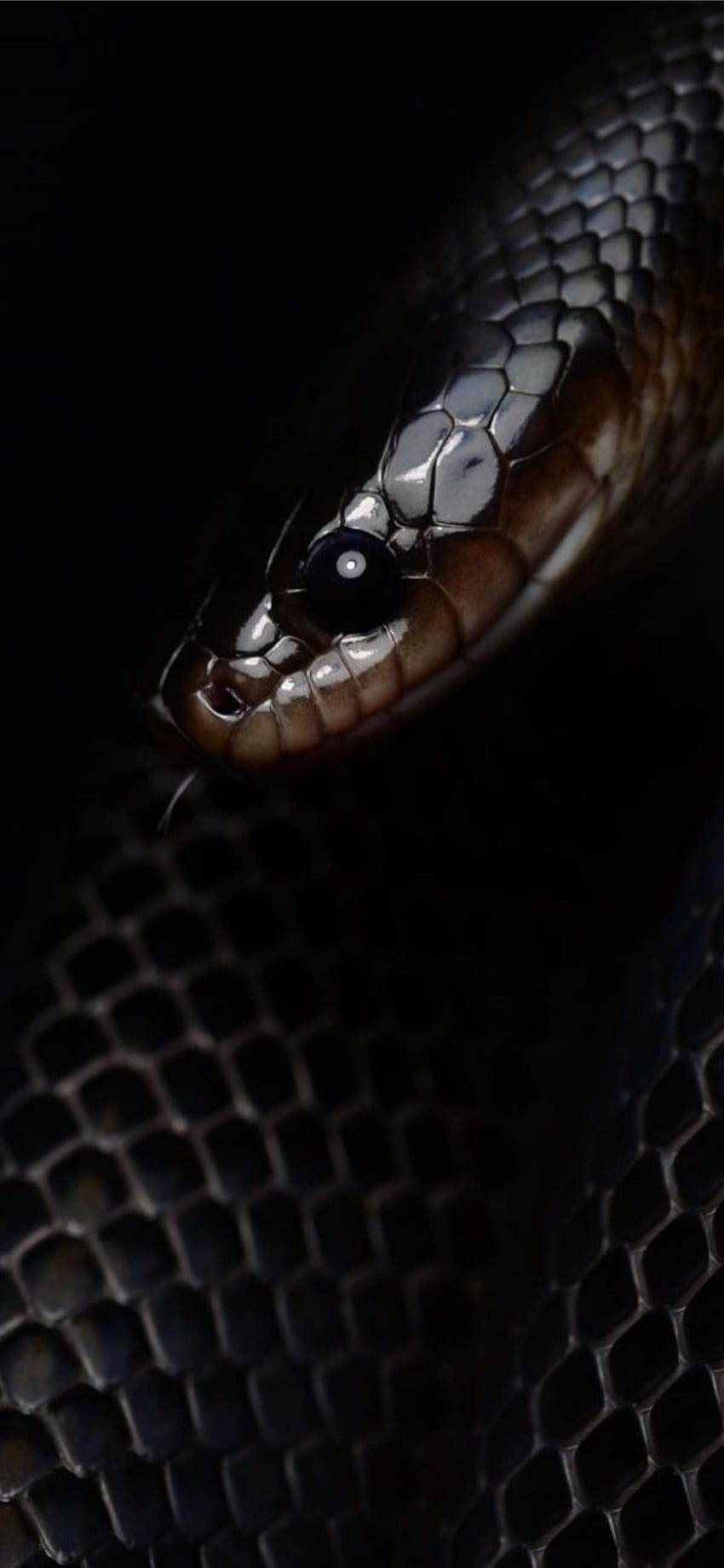Latest Snake iPhone, Viper Snake iPhone HD phone wallpaper