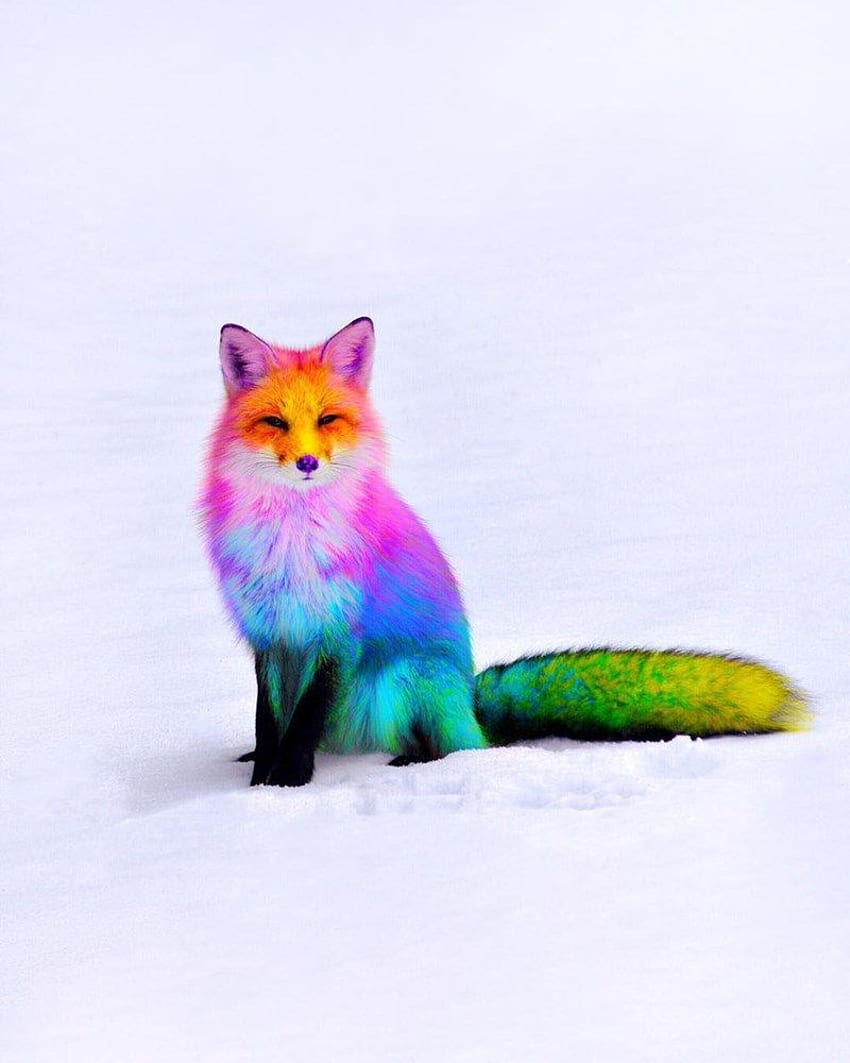 Animals: The Magnificent Rainbow Makeover Edition. Cute animals, Colorful  animals, Animals beautiful, Colorful Fox HD phone wallpaper | Pxfuel