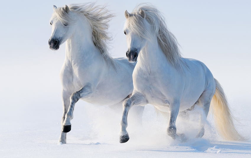 白い馬、冬、動物、馬、白、雪、走る 高画質の壁紙