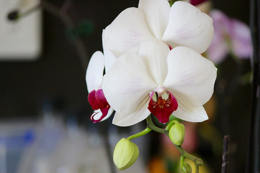 Цветя, цвете, венчелистчета, пъпка, орхидея HD тапет