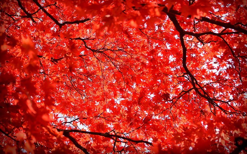 Maple Leaves, nature, leaf, maple, tree HD wallpaper