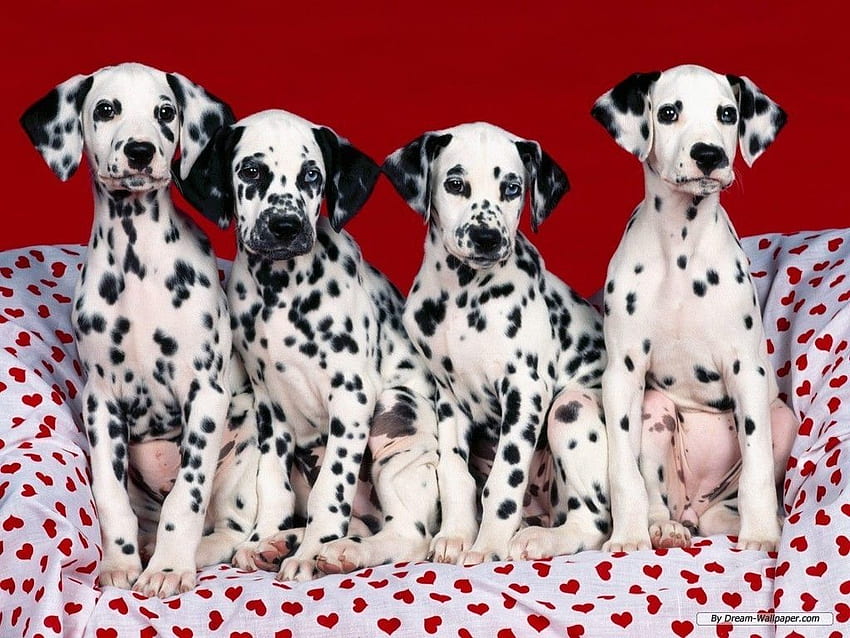 Dogs, Dalmatian, Baby Animal, Puppy, HD wallpaper | Peakpx