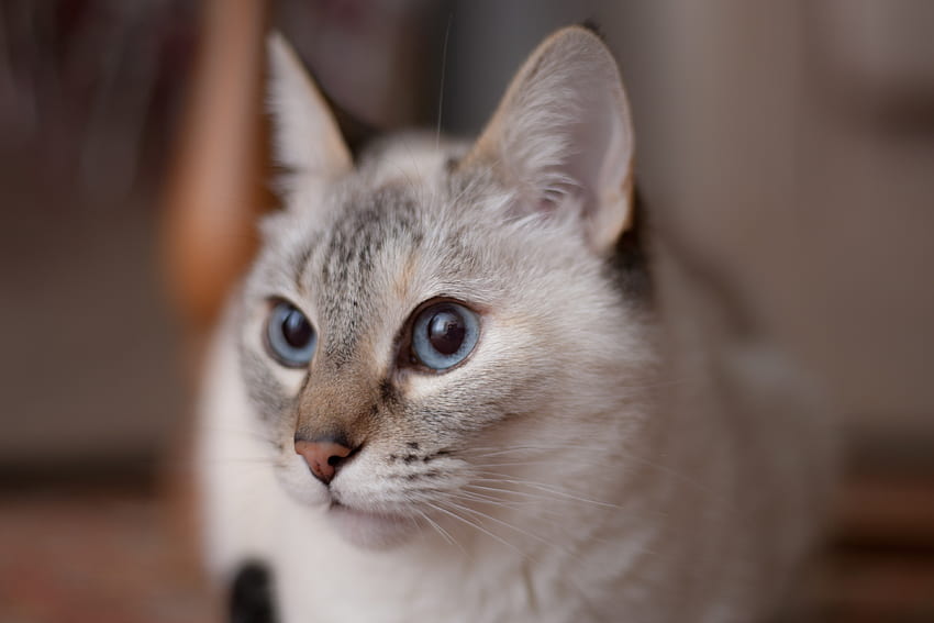 Animais, Gato, Focinho, Olhos Azuis, Olhos Azuis papel de parede HD