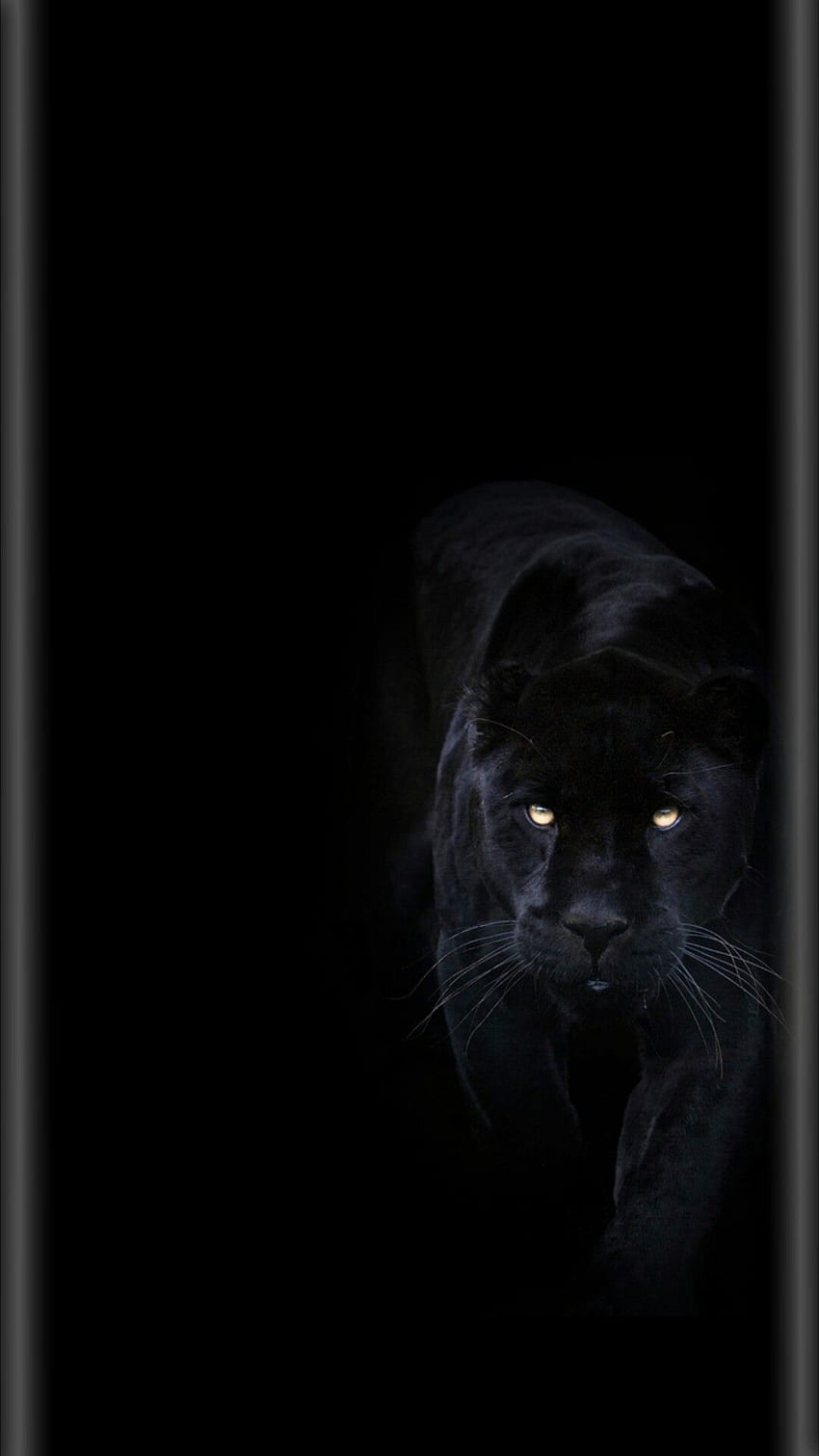 Czarna Pantera Tło, Czarny Zwierząt Tapeta na telefon HD