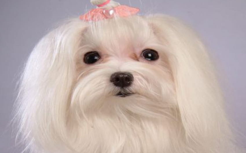 lindo perrito, lazo rosa, pelaje blanco, retrato, otro, pelo largo fondo de pantalla
