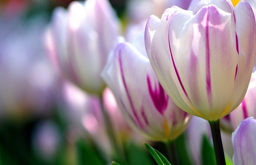 *Tulipes tendres*, tendresse, lumière, pétales, doux, fleurs, tulipes Fond d'écran HD