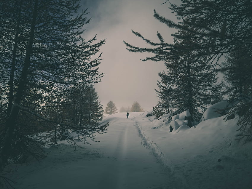 ฤดูหนาว ธรรมชาติ ต้นไม้ หิมะ เงา ป่า วอลล์เปเปอร์ HD