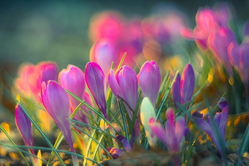 Fiori di primavera, bokeh, fiori viola, natura, fiori, primavera Sfondo HD