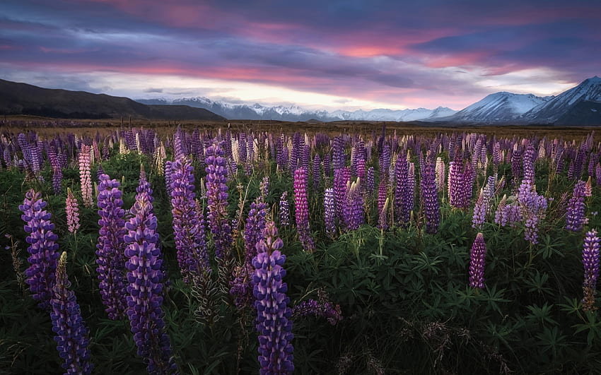 lupini, sera, tramonto, paesaggio di montagna, fiori di campo, montagne, campo di fiori, Alpi del Sud, Lago Tekapo, Nuova Zelanda Sfondo HD