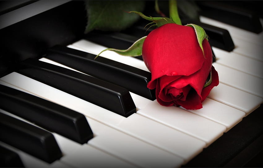 Fiori, rose, pianoforte, fiore, chiavi Sfondo HD