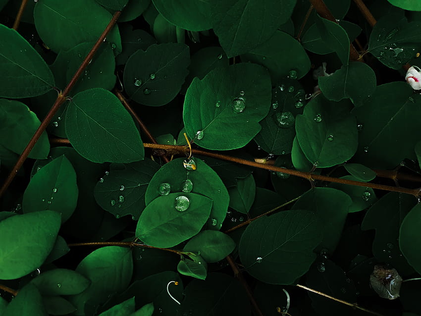 緑の葉 , 雨のしずく, マクロ, 植物, 自然, 葉 高画質の壁紙