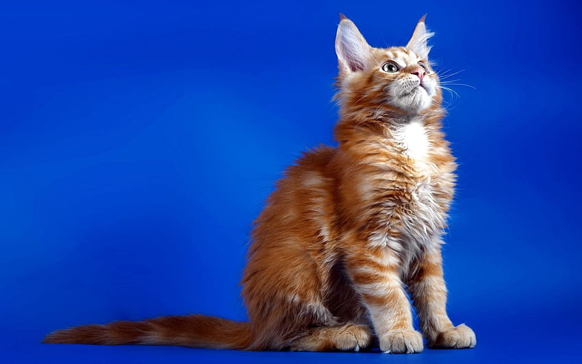 動物, 座る, 猫, ふわふわ, キティ, 子猫 高画質の壁紙