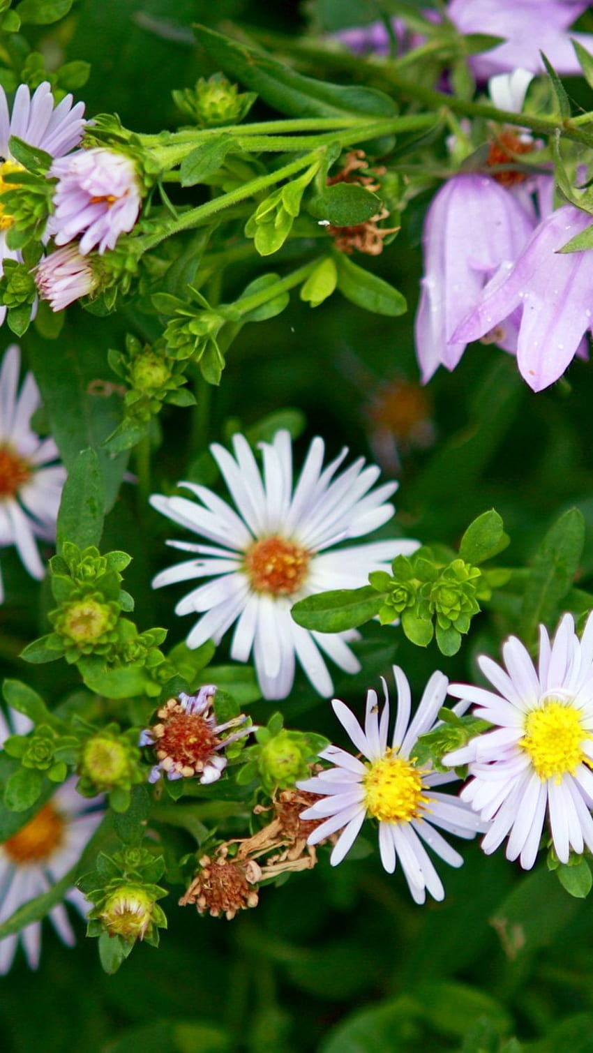 margherite, fiori, campane, erbe aromatiche, Spring Daisy Sfondo del telefono HD