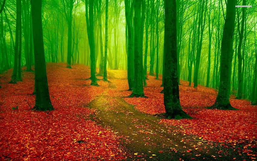 Hutan Hijau Karpet Daun Merah . Karpet Daun Merah Hijau Wallpaper HD