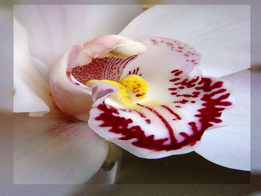 orquídea, branco, egzótico, flor, macro papel de parede HD