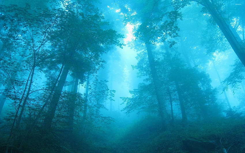 Blue light in the foggy forest - Nature HD wallpaper