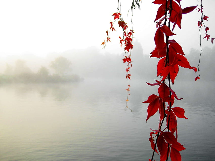 Nature, Leaves, Lake, Branches, Haze, Serenity HD wallpaper