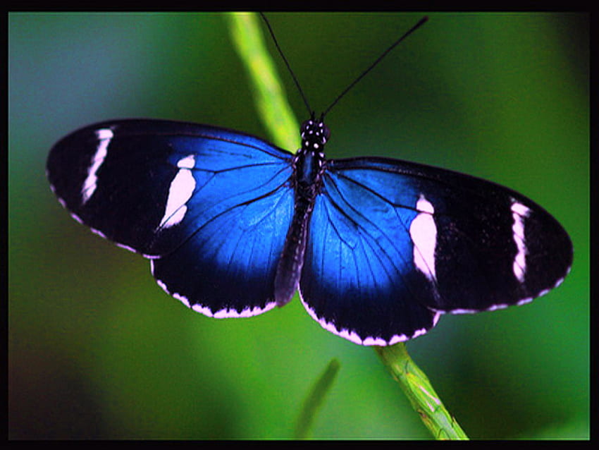 The magestic longwing, leaves, butterfly, green, longwing, blue ablack and white HD wallpaper
