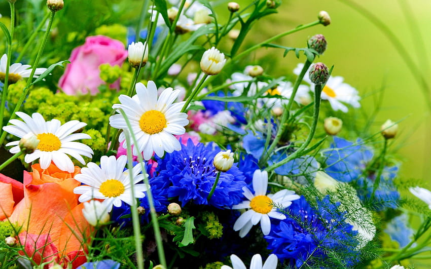 Пролетни цветя!, природа, цветя, пролет, графика HD тапет