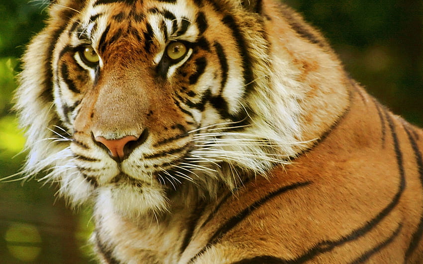Tiere, Schnauze, Raubtier, Sicht, Meinung, Tiger HD-Hintergrundbild