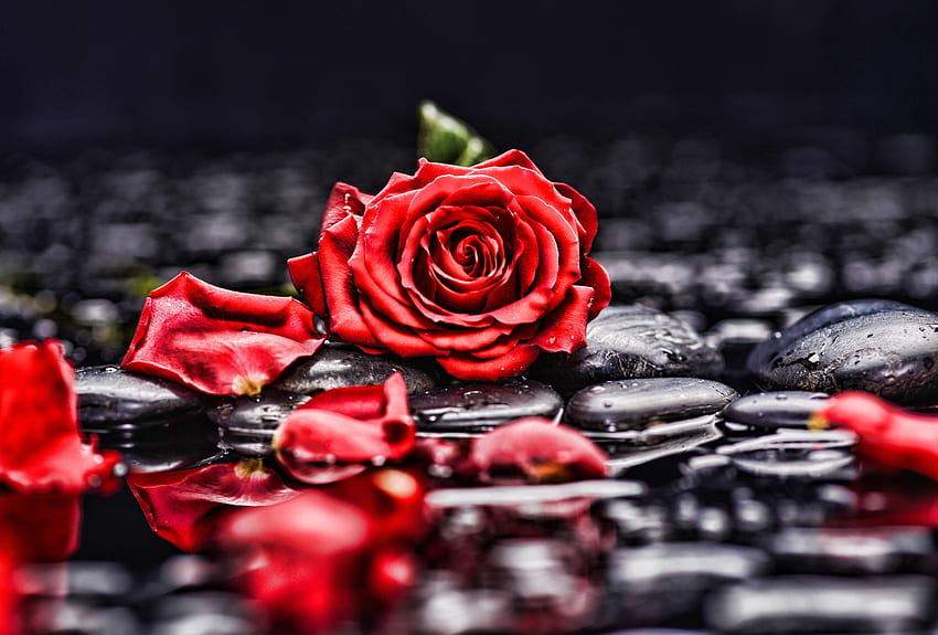 Kamyczki, skały, czerwona róża, rozmycie, portret Tapeta HD