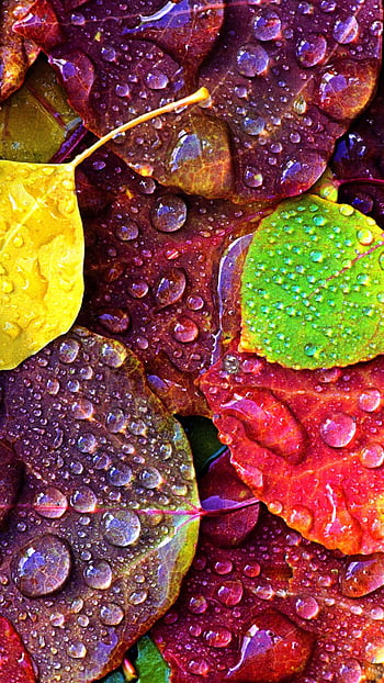 Lá rực rỡ đầy màu sắc sẽ làm bạn đắm chìm trong khung cảnh đầy mơ mộng và thơ mộng trong mùa thu. Hãy cùng ngắm nhìn hình ảnh liên quan để tận hưởng khoảnh khắc đẹp nhất của mùa lá đổ.