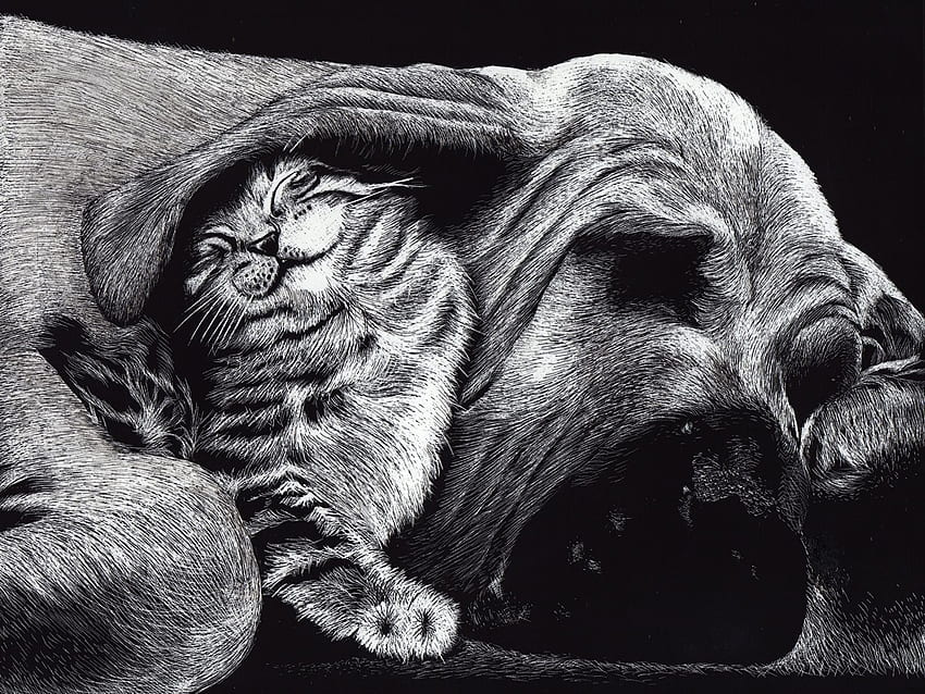 Animals cat Dogs Friends 2 Sleep Black, Funny Black and White HD wallpaper